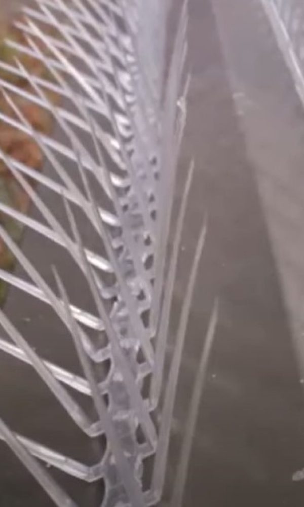 bird-spikes.jpg